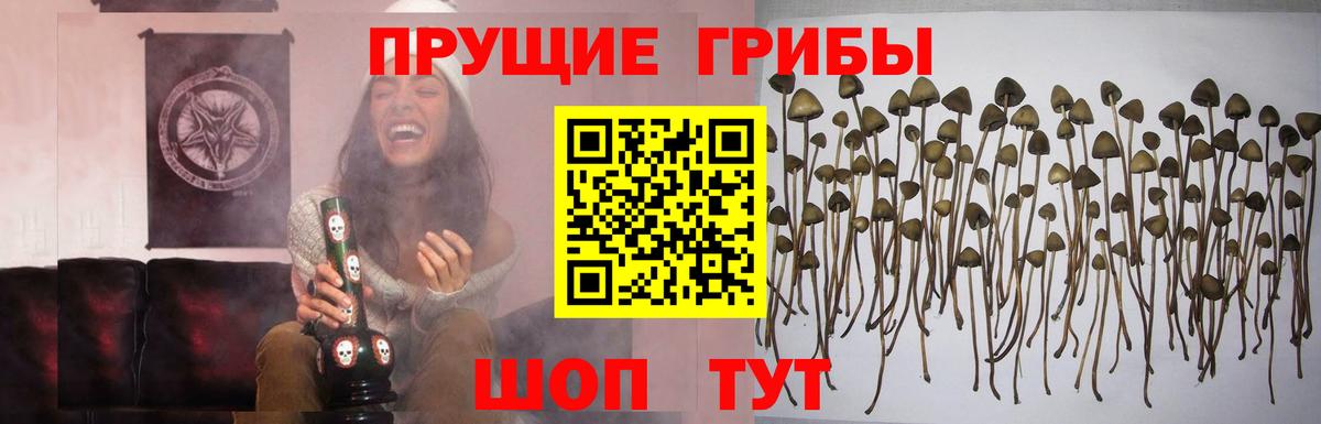 Галлюциногенные грибы мицелий  Псилоцибиновые грибы Cubensis  Нижнеудинск  Вход с VPN 